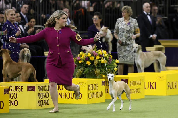 Westminster Dog Show 