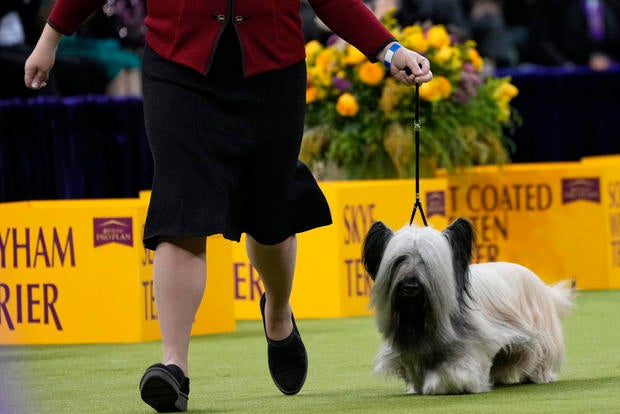 Westminster Dog Show 