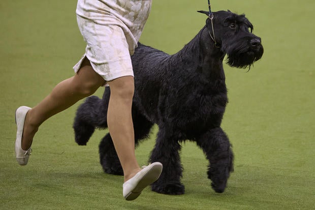 Westminster Dog Show 