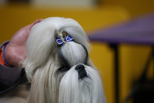 Comet the Shih Tzu, 1st Place winner of the Toy Group, during the 149th Annual Westminster Kennel Club Dog Show. 