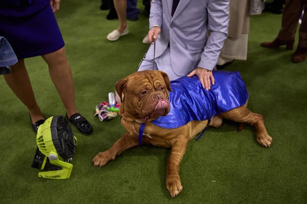 Westminster Dog Show 