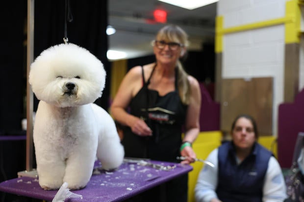 A bichon frisé is groomed backstage during the 149th Annual Westminster Kennel Club Dog Show Group Judging at Madison Square Garden 