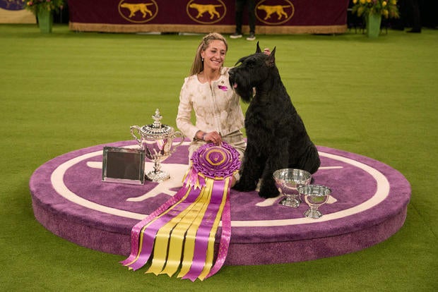 Monty the giant schnauzer wins Best in Show. See the Westminster Dog Show highlights in photos.