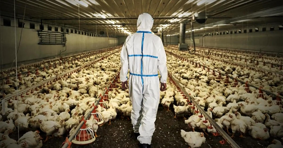 The impact from bird flu spreads