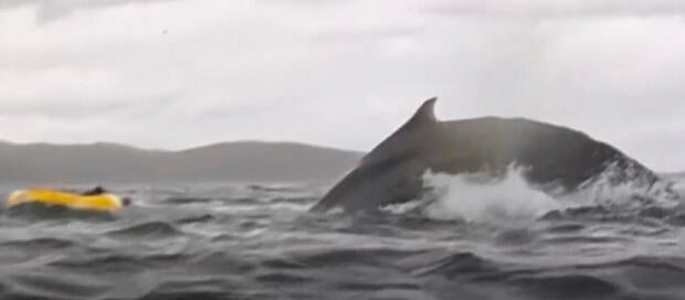 Chile Kayaking Whale 