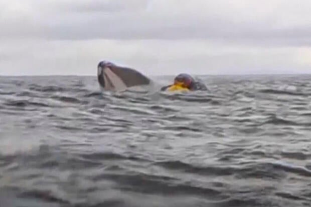 Whale swallows kayaker and spits him out — and it's all captured on video: "I thought I was dead"