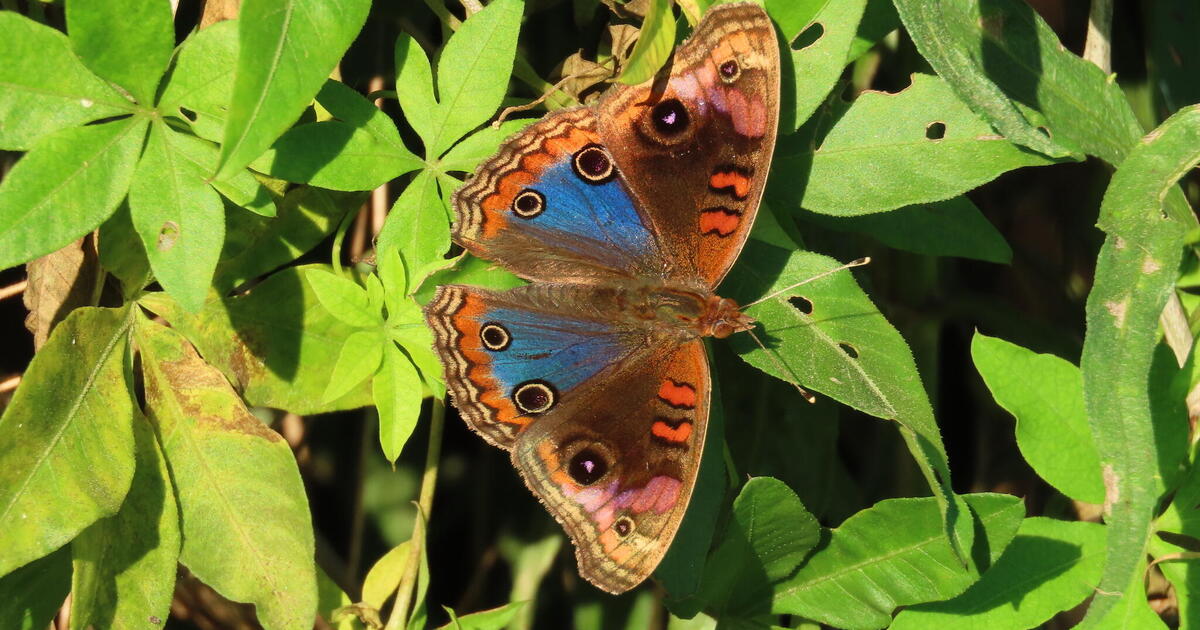 Butterfly populations declining rapidly in U.S. with 22% disappearing in 2 decades, study finds