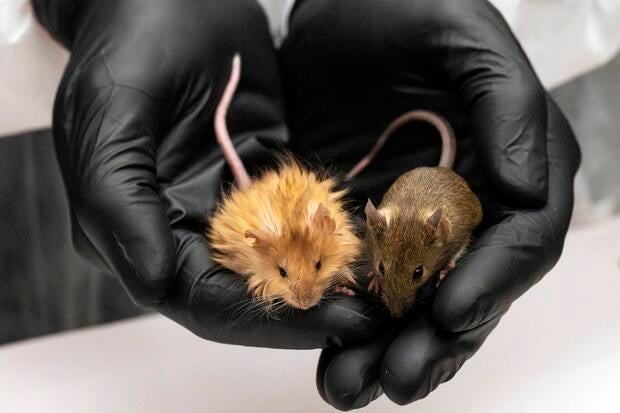 Mice genetically engineered with thick hair to resemble extinct woolly mammoth