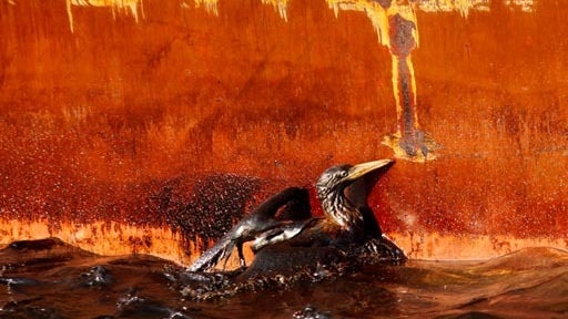 15 years after BP oil spill, marine recovery on Louisiana coast brings hope but not full trust