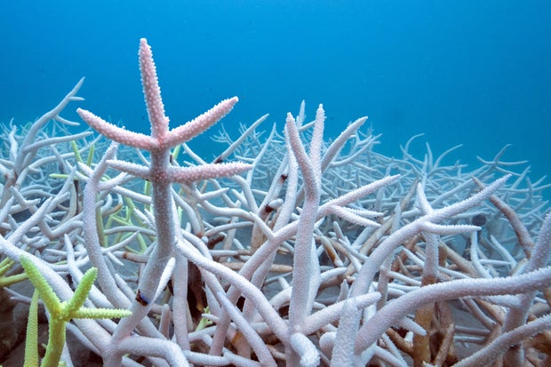 Latest coral reef bleaching is worst on record, turning 84% pale white, surveys show