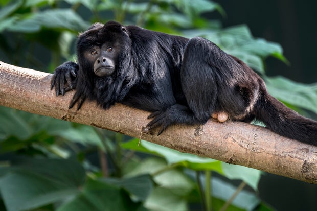 Monkeys are "best yodellers" in the world reaching octaves 3 times higher than humans, study says