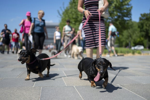 Pause for paws: Hundreds of dachshunds chase record in Hungary