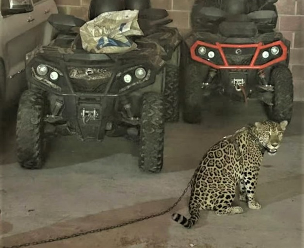 U.S. releases image of jaguar seized from leader of powerful cartel while announcing new sanctions